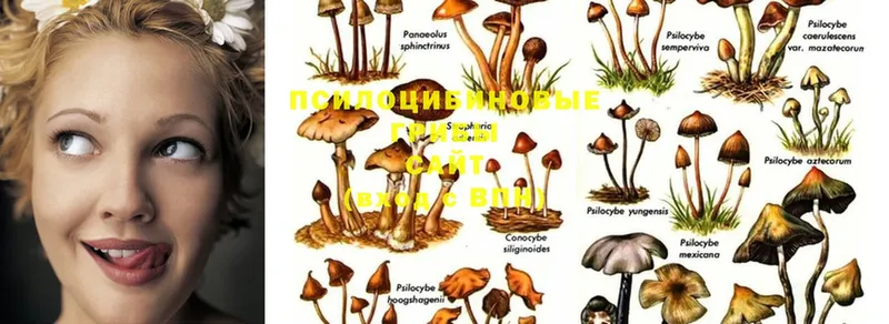 Псилоцибиновые грибы Magic Shrooms  Карабаново 